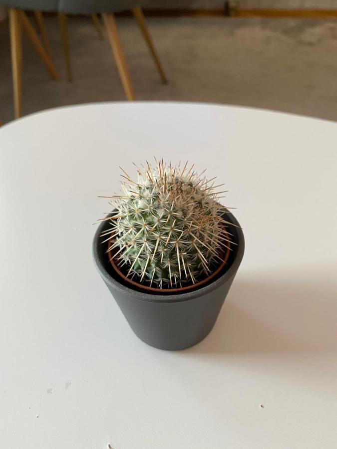 Apartment Cactus 021 Újvidék Kültér fotó